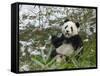 Panda Eating Bamboo on Snow, Wolong, Sichuan, China-Keren Su-Framed Stretched Canvas
