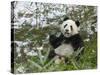 Panda Eating Bamboo on Snow, Wolong, Sichuan, China-Keren Su-Stretched Canvas