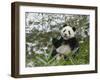 Panda Eating Bamboo on Snow, Wolong, Sichuan, China-Keren Su-Framed Photographic Print