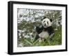 Panda Eating Bamboo on Snow, Wolong, Sichuan, China-Keren Su-Framed Photographic Print