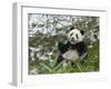 Panda Eating Bamboo on Snow, Wolong, Sichuan, China-Keren Su-Framed Photographic Print