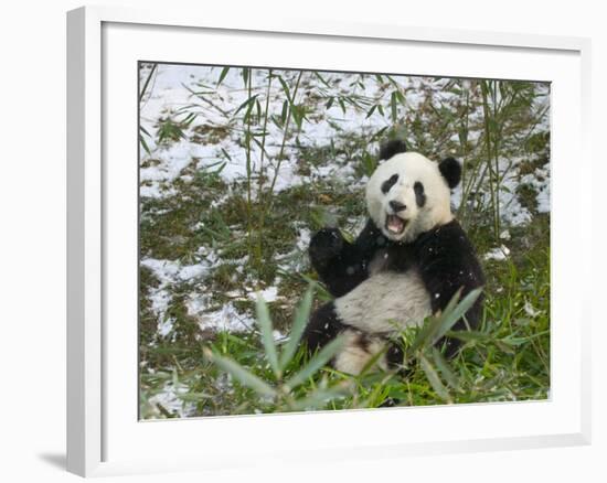 Panda Eating Bamboo on Snow, Wolong, Sichuan, China-Keren Su-Framed Photographic Print