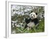 Panda Eating Bamboo on Snow, Wolong, Sichuan, China-Keren Su-Framed Photographic Print