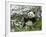 Panda Eating Bamboo on Snow, Wolong, Sichuan, China-Keren Su-Framed Photographic Print