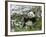 Panda Eating Bamboo on Snow, Wolong, Sichuan, China-Keren Su-Framed Photographic Print