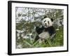 Panda Eating Bamboo on Snow, Wolong, Sichuan, China-Keren Su-Framed Photographic Print