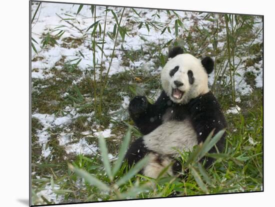 Panda Eating Bamboo on Snow, Wolong, Sichuan, China-Keren Su-Mounted Photographic Print