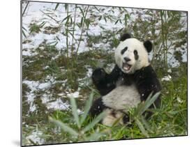 Panda Eating Bamboo on Snow, Wolong, Sichuan, China-Keren Su-Mounted Photographic Print