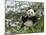 Panda Eating Bamboo on Snow, Wolong, Sichuan, China-Keren Su-Mounted Photographic Print