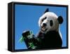 Panda Eating Bamboo, Wolong, Sichuan, China-Keren Su-Framed Stretched Canvas