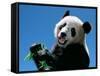Panda Eating Bamboo, Wolong, Sichuan, China-Keren Su-Framed Stretched Canvas