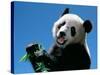 Panda Eating Bamboo, Wolong, Sichuan, China-Keren Su-Stretched Canvas