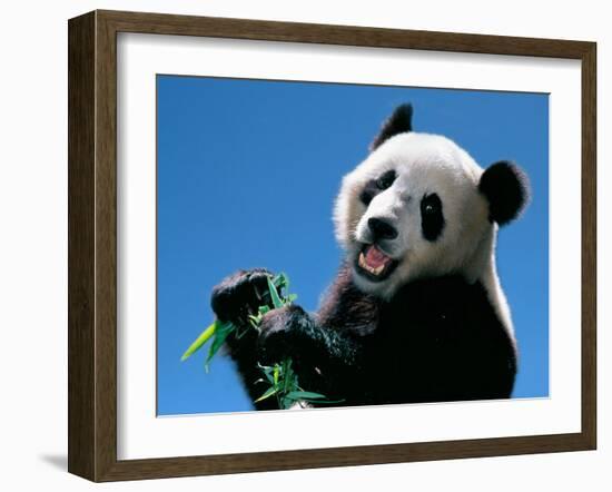 Panda Eating Bamboo, Wolong, Sichuan, China-Keren Su-Framed Premium Photographic Print