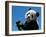 Panda Eating Bamboo, Wolong, Sichuan, China-Keren Su-Framed Premium Photographic Print