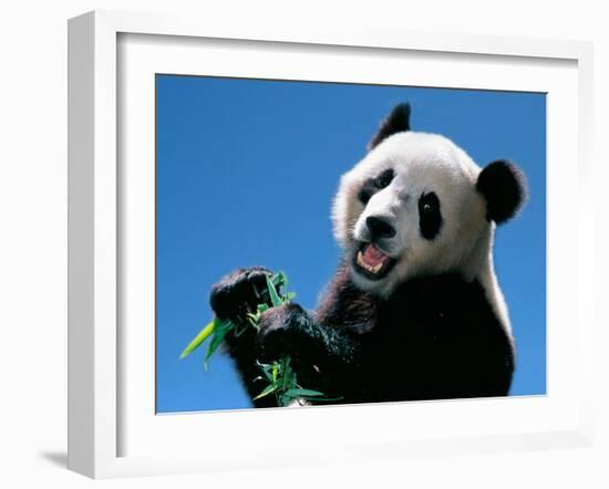 Panda Eating Bamboo, Wolong, Sichuan, China-Keren Su-Framed Premium Photographic Print