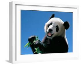 Panda Eating Bamboo, Wolong, Sichuan, China-Keren Su-Framed Premium Photographic Print