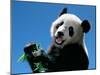 Panda Eating Bamboo, Wolong, Sichuan, China-Keren Su-Mounted Premium Photographic Print