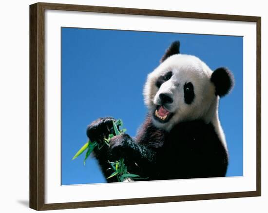 Panda Eating Bamboo, Wolong, Sichuan, China-Keren Su-Framed Photographic Print