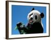 Panda Eating Bamboo, Wolong, Sichuan, China-Keren Su-Framed Photographic Print