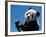 Panda Eating Bamboo, Wolong, Sichuan, China-Keren Su-Framed Photographic Print