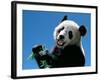 Panda Eating Bamboo, Wolong, Sichuan, China-Keren Su-Framed Photographic Print