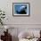 Panda Eating Bamboo, Wolong, Sichuan, China-Keren Su-Framed Photographic Print displayed on a wall