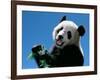 Panda Eating Bamboo, Wolong, Sichuan, China-Keren Su-Framed Photographic Print