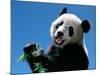 Panda Eating Bamboo, Wolong, Sichuan, China-Keren Su-Mounted Photographic Print