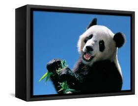 Panda Eating Bamboo, Wolong, Sichuan, China-Keren Su-Framed Stretched Canvas