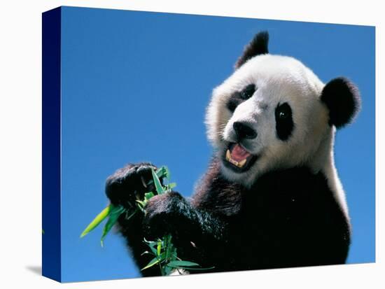 Panda Eating Bamboo, Wolong, Sichuan, China-Keren Su-Stretched Canvas