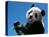 Panda Eating Bamboo, Wolong, Sichuan, China-Keren Su-Stretched Canvas