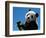 Panda Eating Bamboo, Wolong, Sichuan, China-Keren Su-Framed Photographic Print