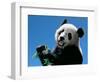 Panda Eating Bamboo, Wolong, Sichuan, China-Keren Su-Framed Photographic Print