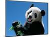 Panda Eating Bamboo, Wolong, Sichuan, China-Keren Su-Mounted Photographic Print