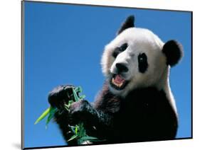 Panda Eating Bamboo, Wolong, Sichuan, China-Keren Su-Mounted Photographic Print