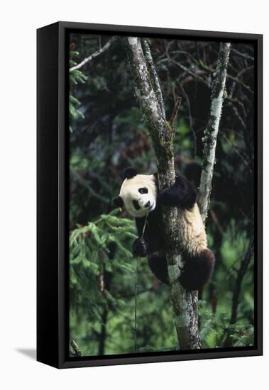 Panda Eating in Tree-DLILLC-Framed Stretched Canvas