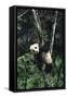 Panda Eating in Tree-DLILLC-Framed Stretched Canvas