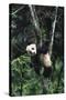 Panda Eating in Tree-DLILLC-Stretched Canvas