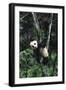 Panda Eating in Tree-DLILLC-Framed Photographic Print