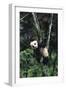 Panda Eating in Tree-DLILLC-Framed Photographic Print