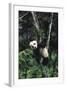 Panda Eating in Tree-DLILLC-Framed Photographic Print