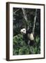 Panda Eating in Tree-DLILLC-Framed Photographic Print