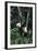 Panda Eating in Tree-DLILLC-Framed Photographic Print