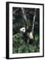 Panda Eating in Tree-DLILLC-Framed Photographic Print