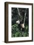 Panda Eating in Tree-DLILLC-Framed Photographic Print