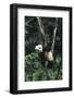 Panda Eating in Tree-DLILLC-Framed Photographic Print