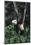 Panda Eating in Tree-DLILLC-Mounted Photographic Print