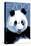 Panda Face - Visit the Zoo-Lantern Press-Stretched Canvas