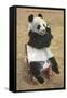 Panda, Forest Park Zoo, St. Louis, Missouri-null-Framed Stretched Canvas