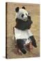 Panda, Forest Park Zoo, St. Louis, Missouri-null-Stretched Canvas